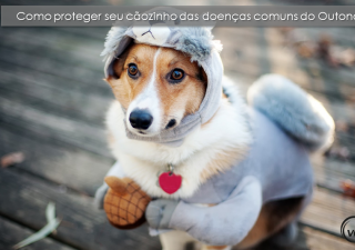 Como proteger seu cãozinho das doenças comuns do Outono?