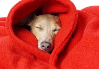 Seu cãozinho está com dor, frio ou os dois?
