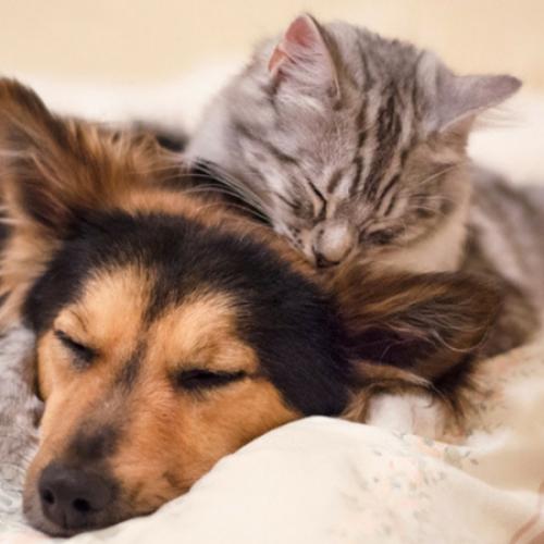 Você sabia que existem doenças que afetam tanto os cães quanto os gatos?