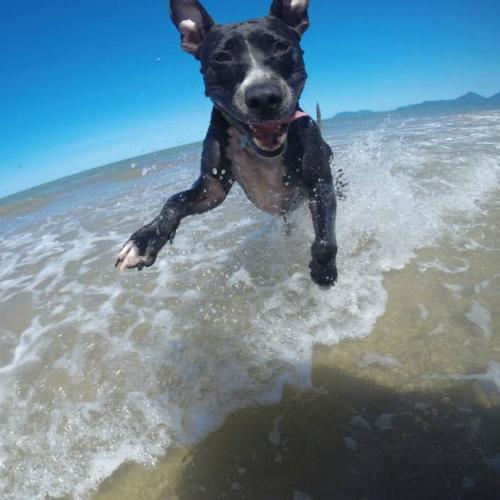 Viajar com o cachorro Viajar com o cachorro